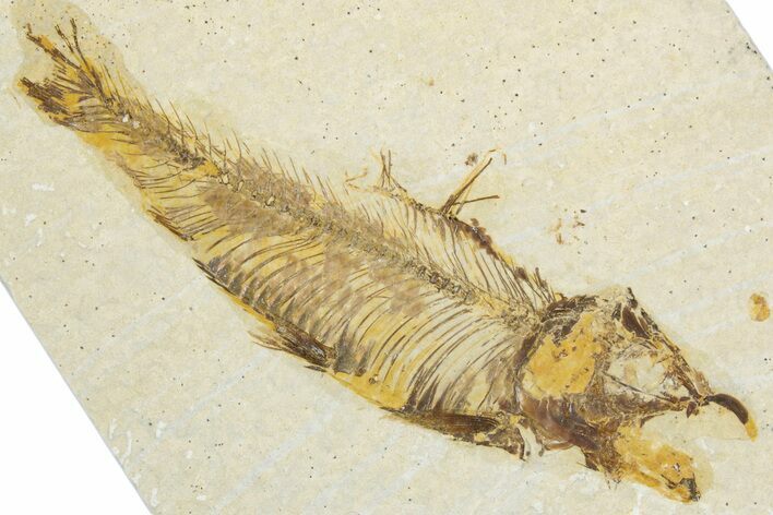 Bargain, Fossil Fish (Knightia) - Wyoming #345472